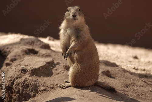 prairie dog five