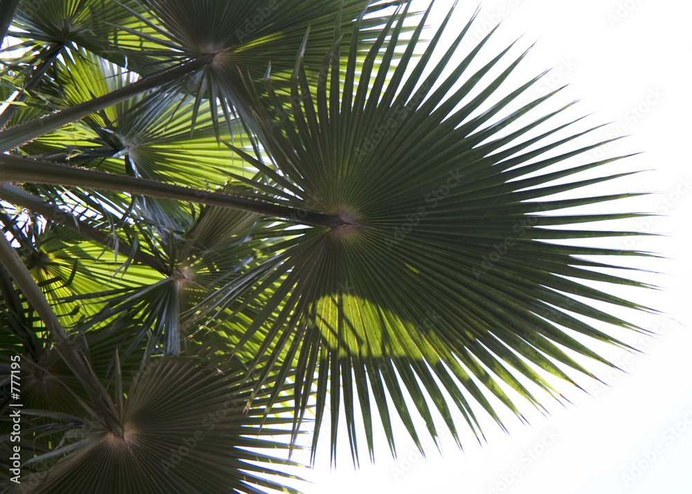 Fototapeta premium backlit palm leaves
