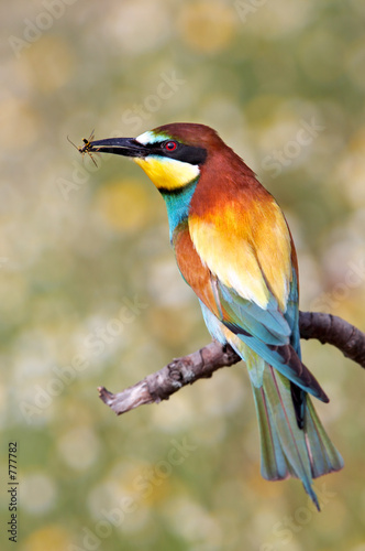 bee-eater of colors of the rainbow