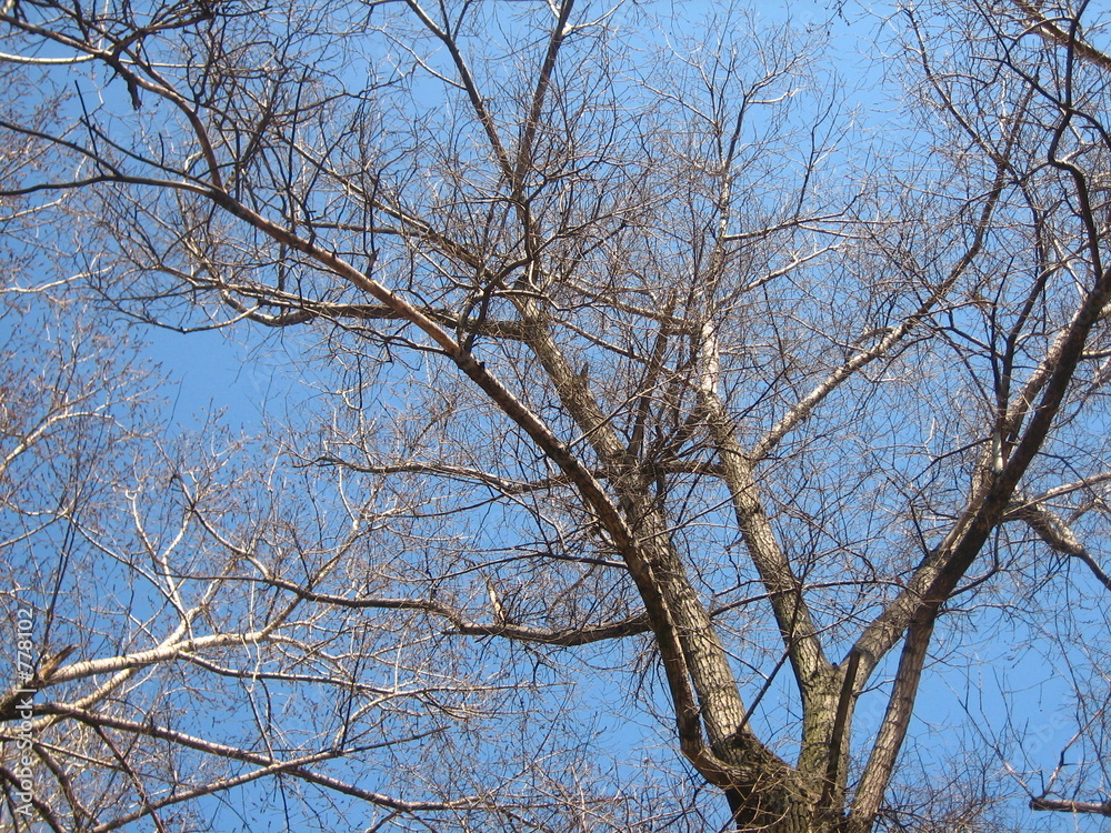 Obraz premium tree of poverty