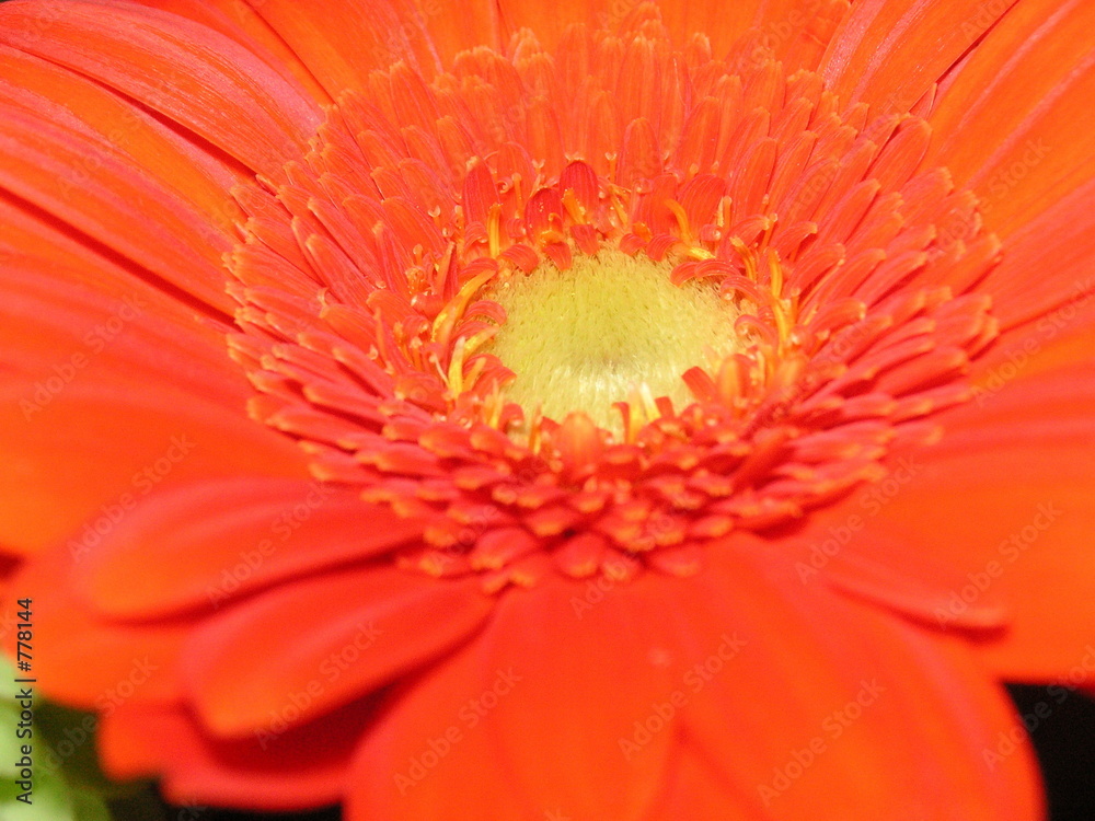 zinnia centre zinnia centre