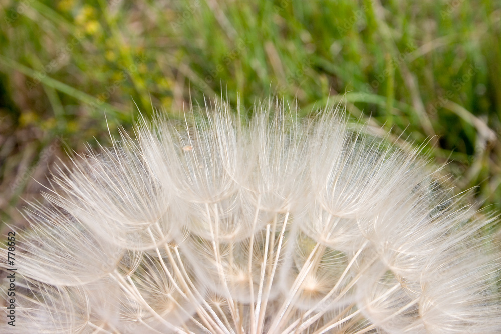 Obraz premium dandelion hair