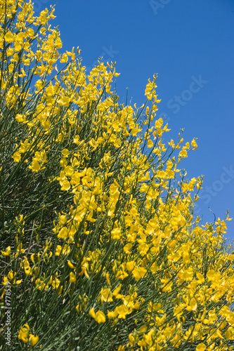 broom sky
