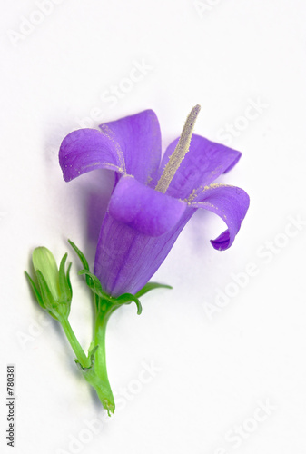 fleur eclose