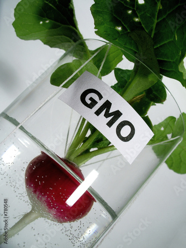 gmo photo