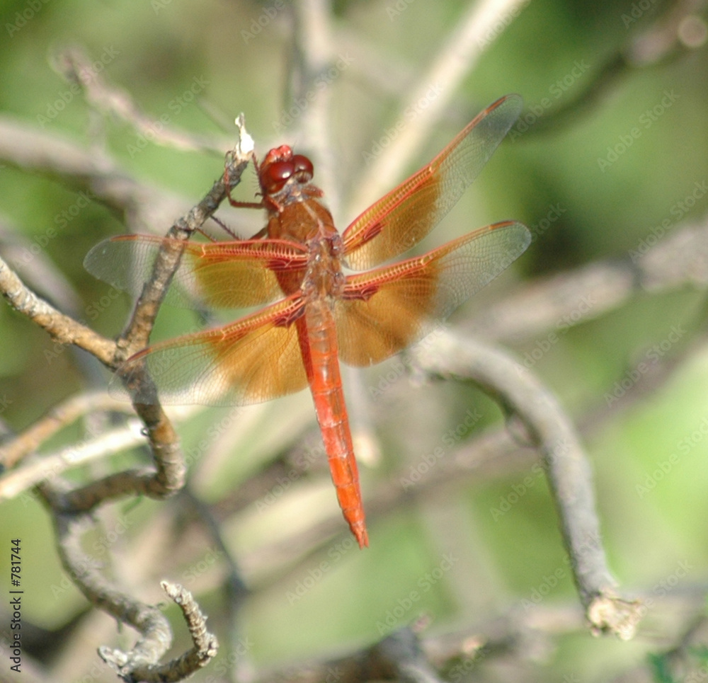 red dragonfly red dragonfly