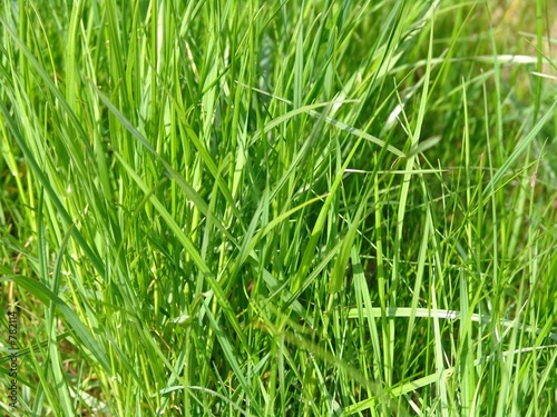 grass-plot