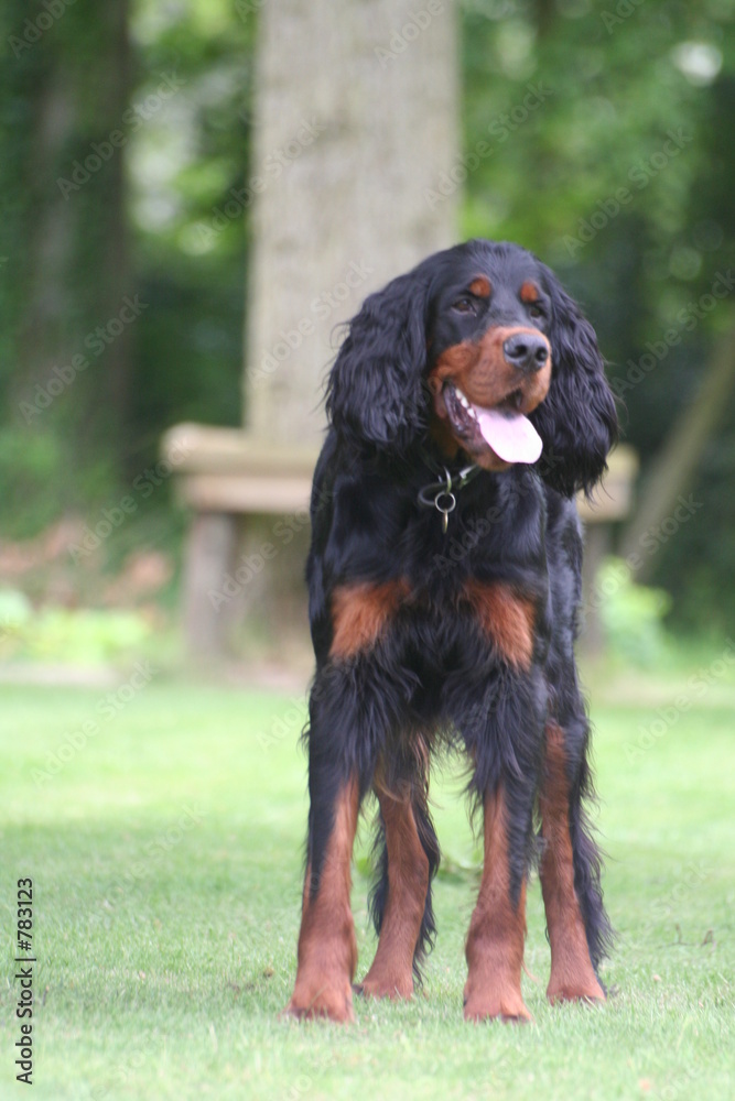 gordon setter in garden gordon setter in garden