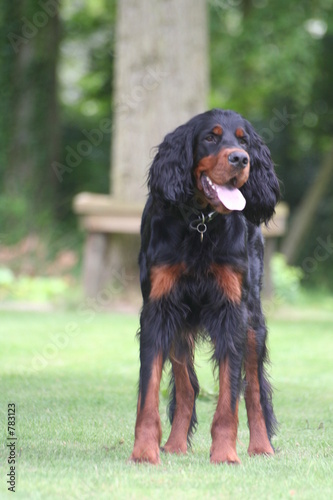 gordon setter in garden