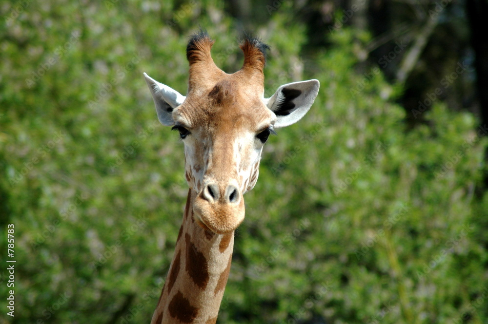 girafe 001