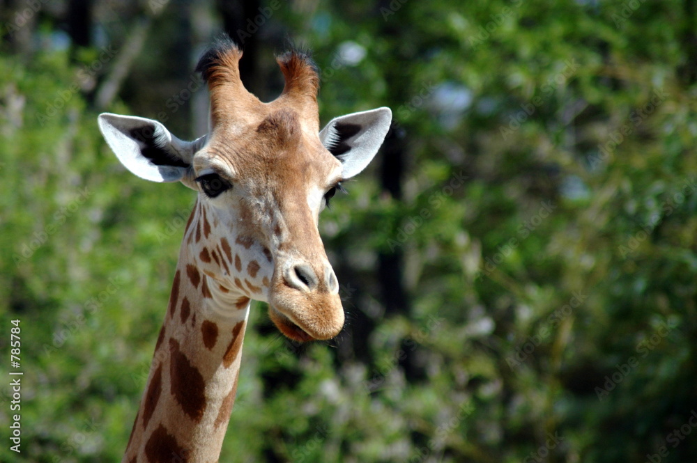 girafe 002