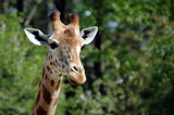 girafe 002