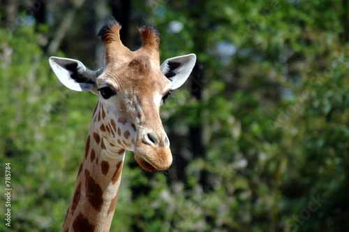 girafe 002 © OLIVIER THURET