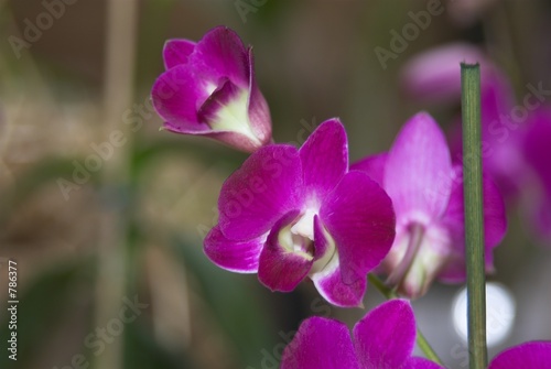 orchidalia