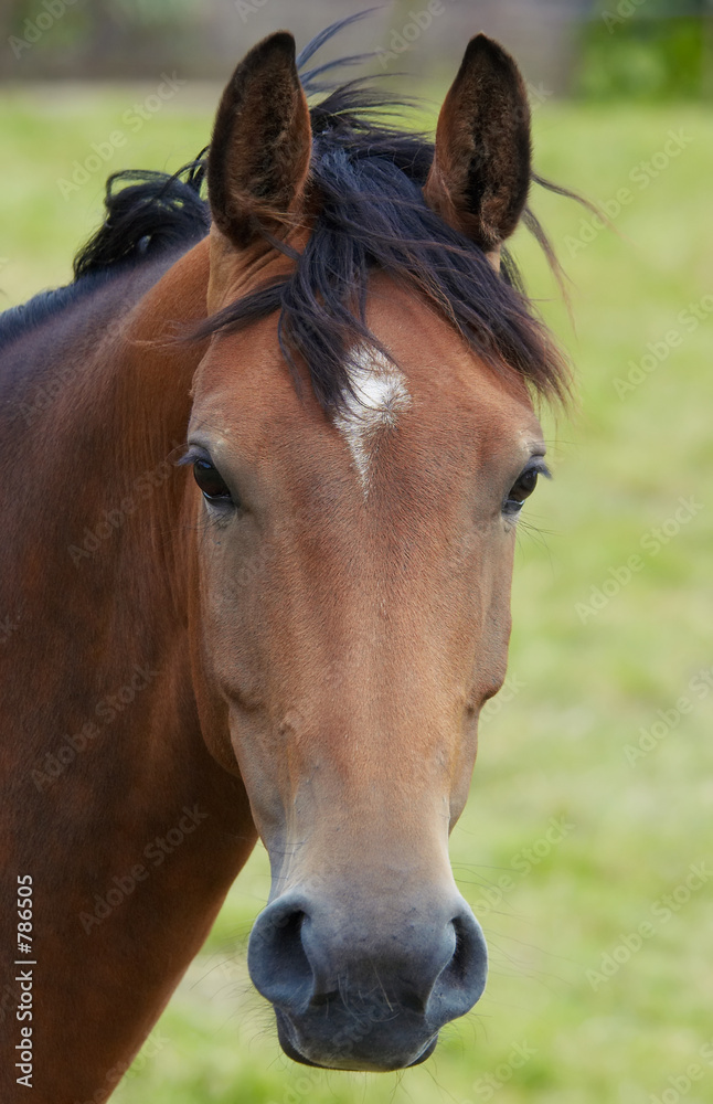 portrait of a horse portrait of a horse