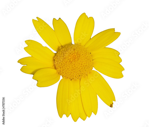 yellow wildflower