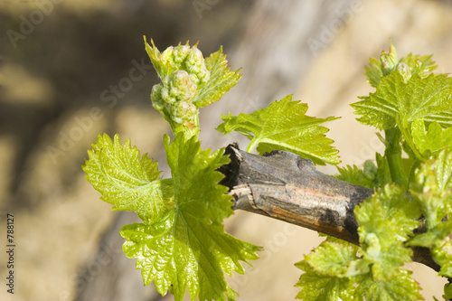 closeup of a grapevine photo