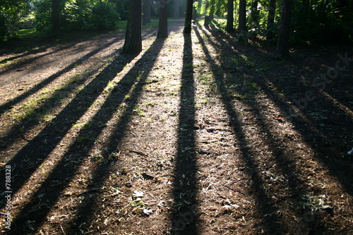 Obraz na plátně forrest shadows