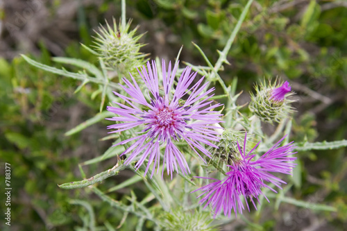 pink cotton thistle