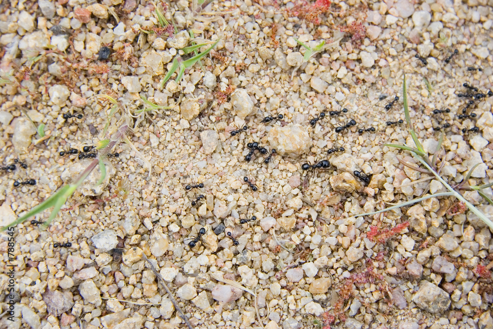 ant trail ant trail