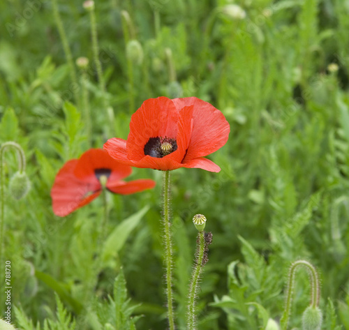 corn poppy on a meadow