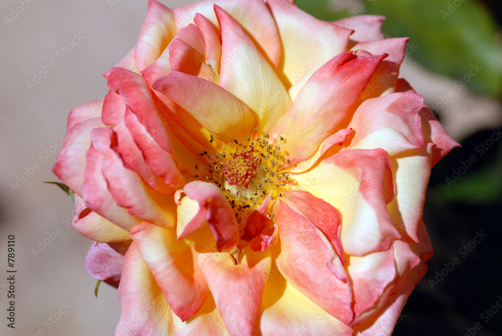 rose rose