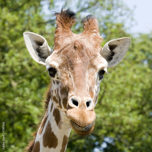 giraffe © Brian Lambert