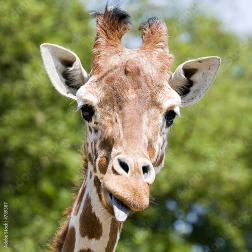 Photography giraffe