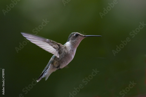 hummingbird in flight