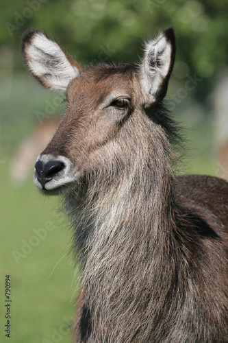 female waterbuck