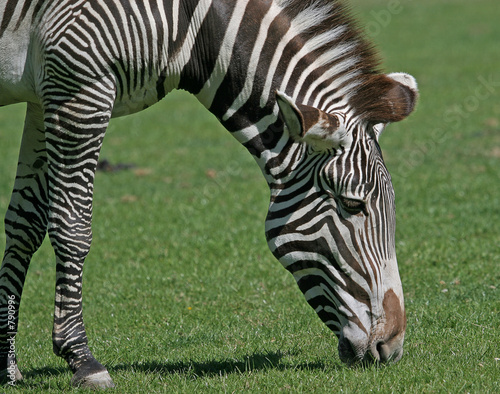 grevy's zebra