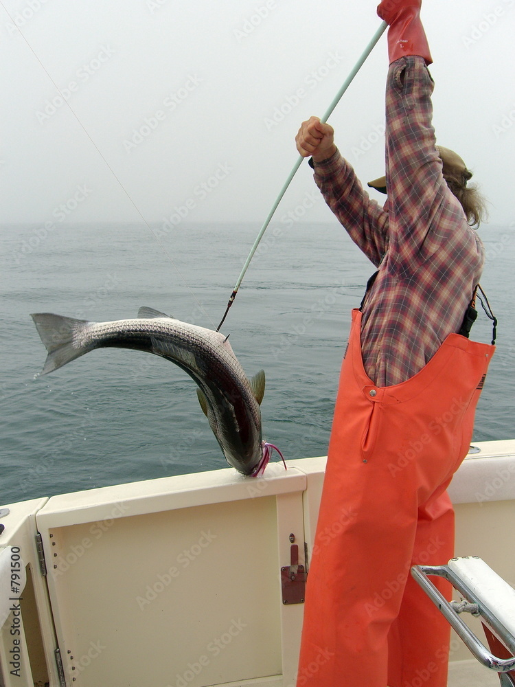 Εκτύπωση καμβά fish caught