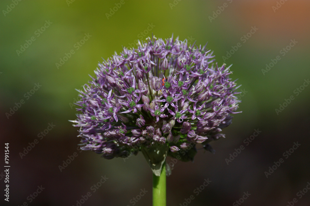 allium 2