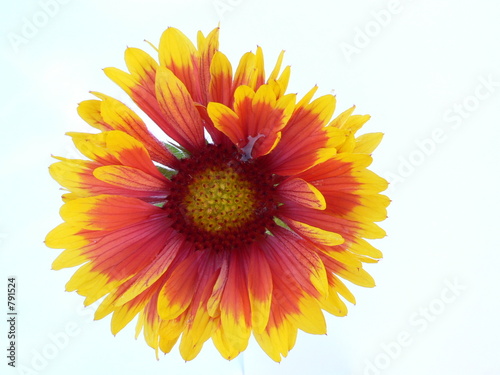 gaillarde 434