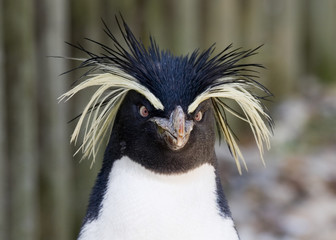 Fototapete Pinguin Felsenpinguin auf rauen Klippen  © Brian Lambert