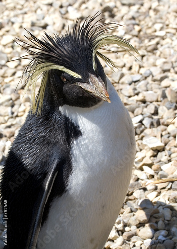 rockhopper penguin