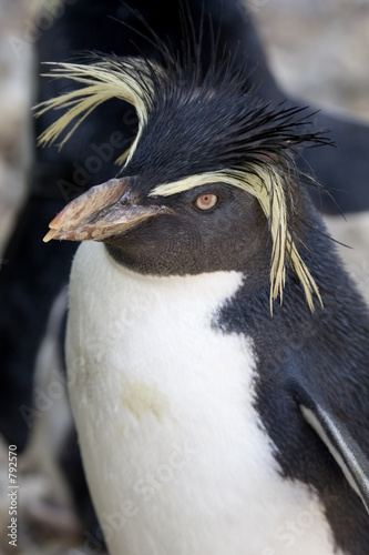 rockhopper penguin
