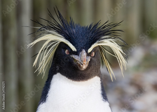 rockhopper penguin Fototapet