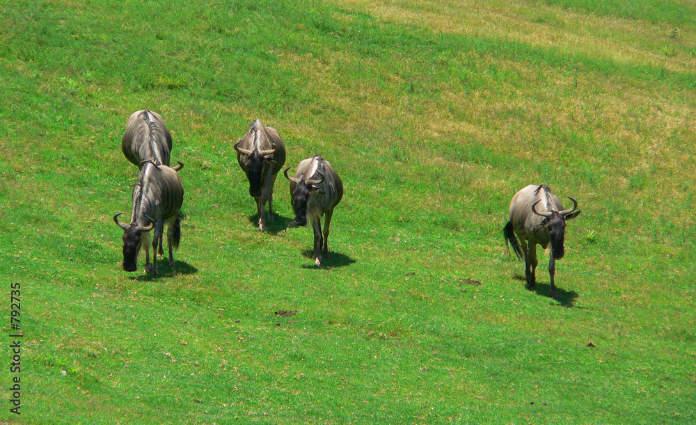 wandering gnus