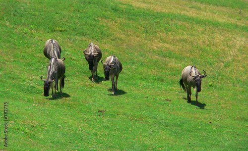 wandering gnus photo