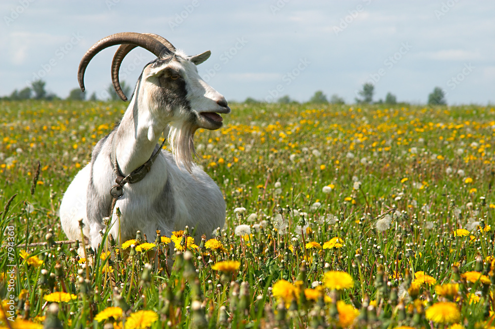 Fotografie bleating pregnant goat