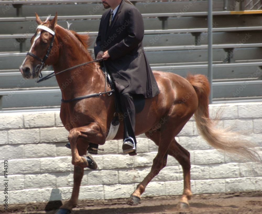 Obraz premium walking horse