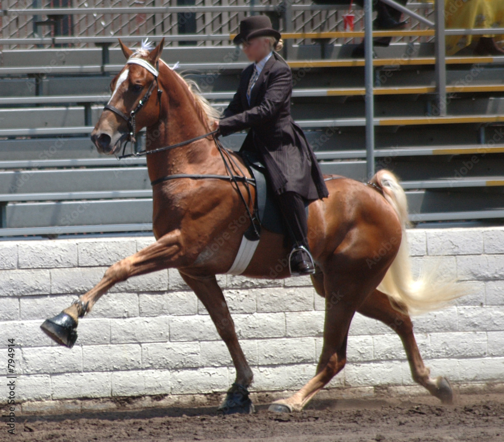 Obraz na plátně walking horse