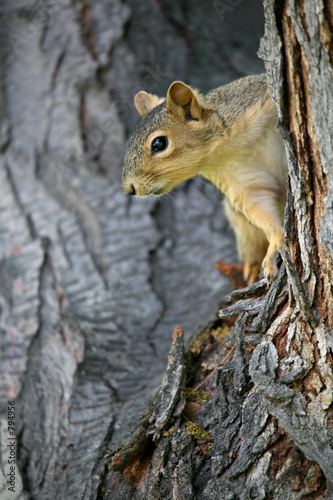squirrel watching © Sascha Burkard