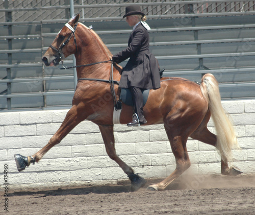 walking horse