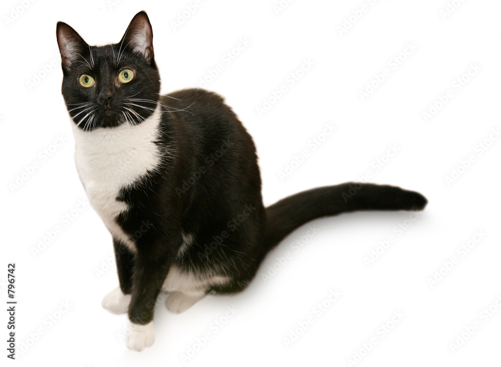Foto beautiful tuxedo cat