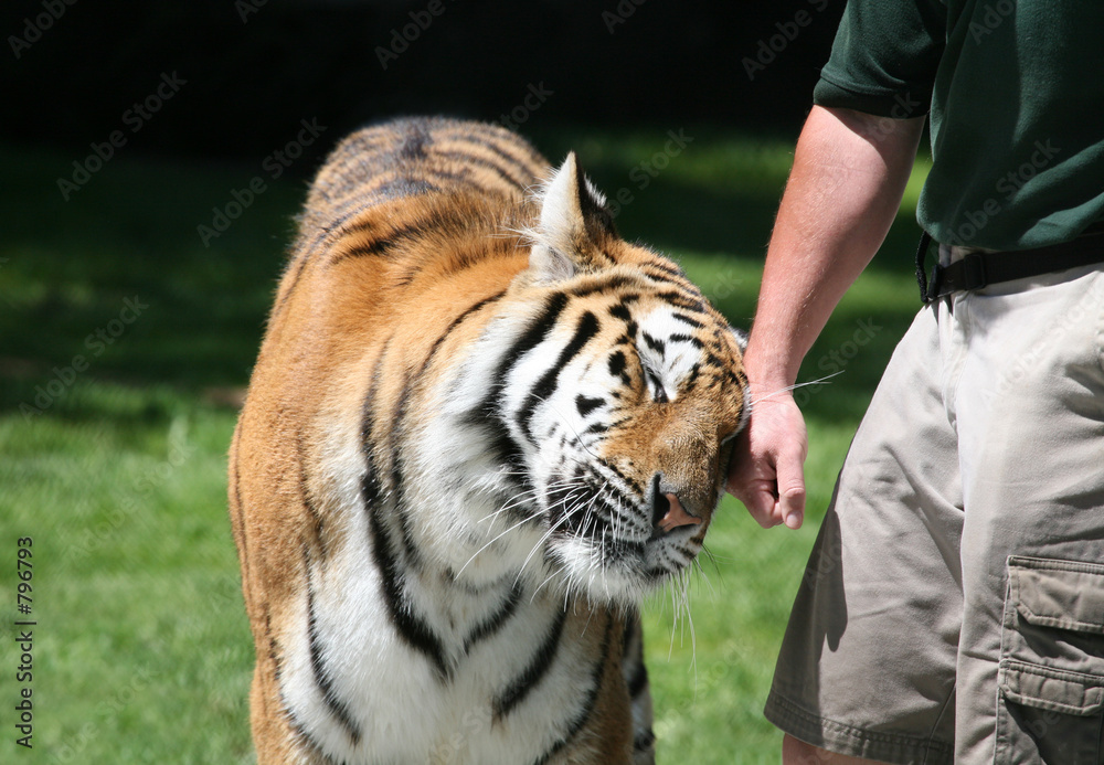 Obraz premium wyszkolony tygrys
