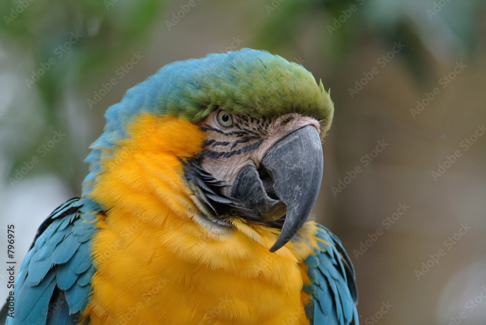 parrot