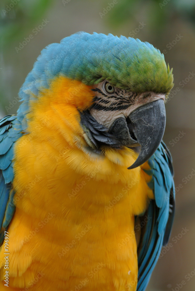 Fototapeta premium parrot