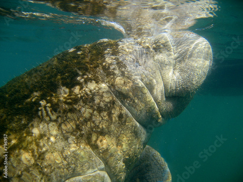 manatee photo